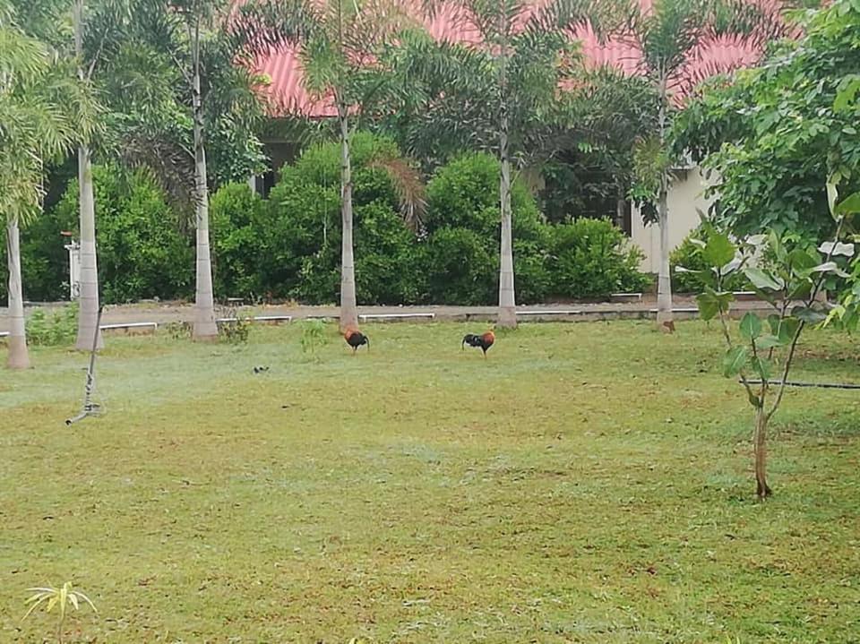 Hotel Tree Garden Wilpaththu Nochchiyagma Anuradhapura Nochchiyagama Экстерьер фото