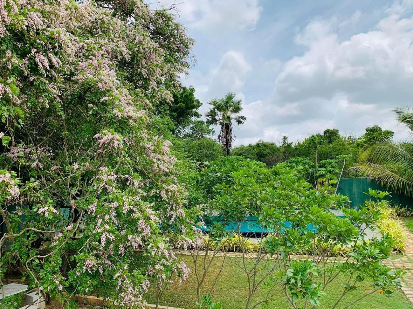 Hotel Tree Garden Wilpaththu Nochchiyagma Anuradhapura Nochchiyagama Экстерьер фото