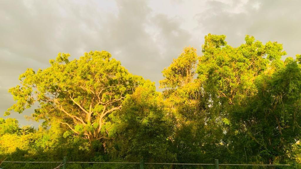 Hotel Tree Garden Wilpaththu Nochchiyagma Anuradhapura Nochchiyagama Экстерьер фото