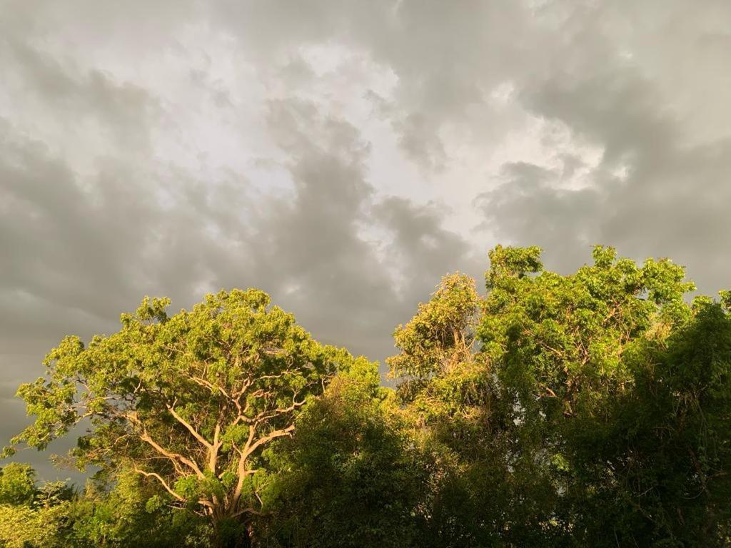 Hotel Tree Garden Wilpaththu Nochchiyagma Anuradhapura Nochchiyagama Экстерьер фото